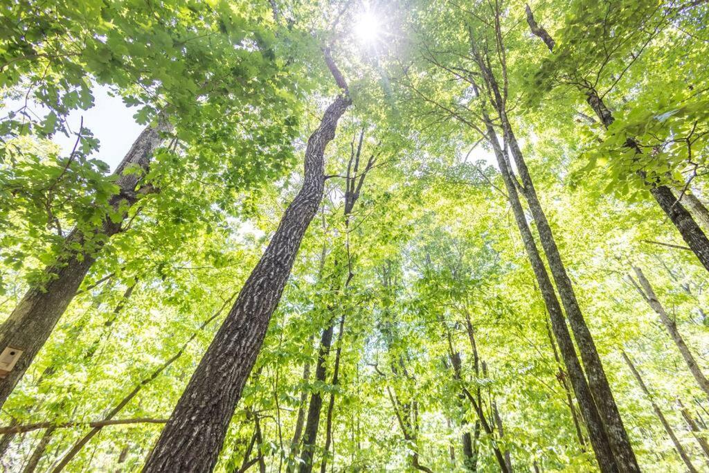 Pet Friendly Luxury Cabin Near Helen With Fire Pit クリーブランド エクステリア 写真
